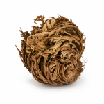 Rosa de Jericó natural seca para prosperidad, protección y apertura de caminos