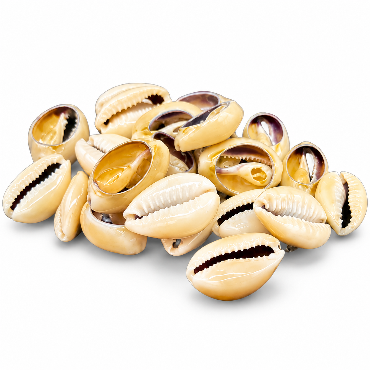 Caracoles Caurí para Rituales y Tradición Yoruba Caracoles caurí naturales para rituales y altares Yoruba