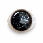 Vista superior de una piedra Ojo de Shiva con centro oscuro y borde claro